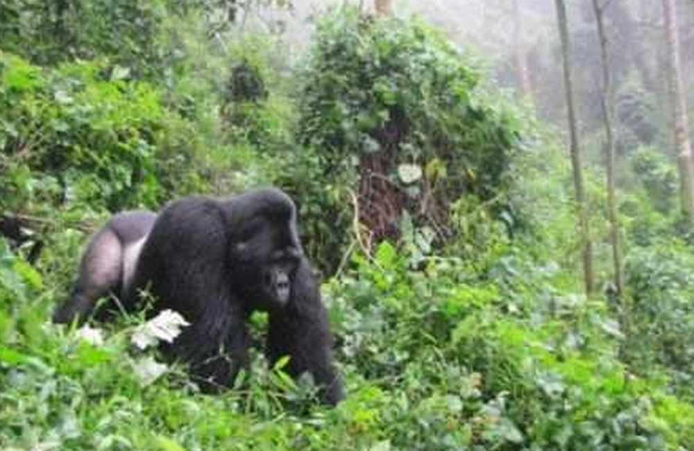 Guide to Gorilla Trekking in Uganda